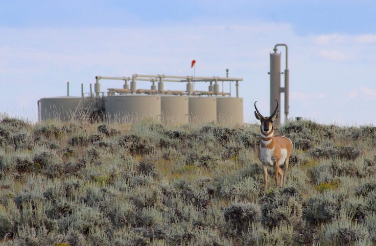 Record Heat And Drought Drive Pronghorn Malnutrition Deaths In Sublette County