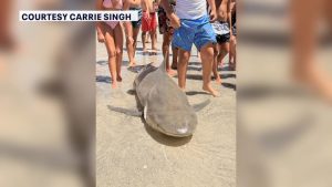 Redington Beach Residents Report Shark Mutilation And Debris Left On Shore