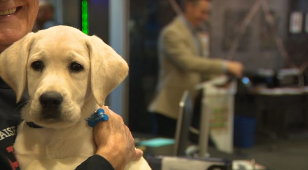 Reno Partners With Liberty Dogs To Raise Service Puppies For Veterans