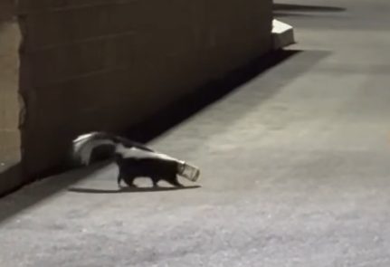 Reno Police Officer Frees Skunk Trapped In Jar With A Shovel