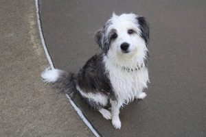 Renton Parks Hosts Annual Pooch Plunge For Dogs At Henry Moses Aquatic Center
