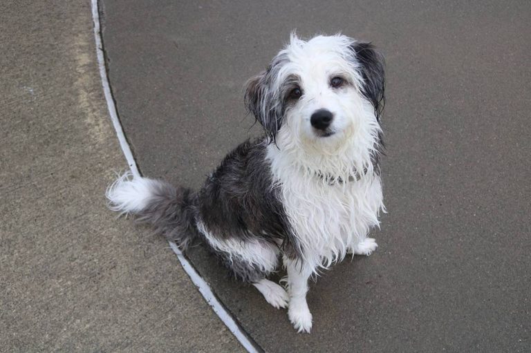 Renton Parks Hosts Annual Pooch Plunge For Dogs At Henry Moses Aquatic Center