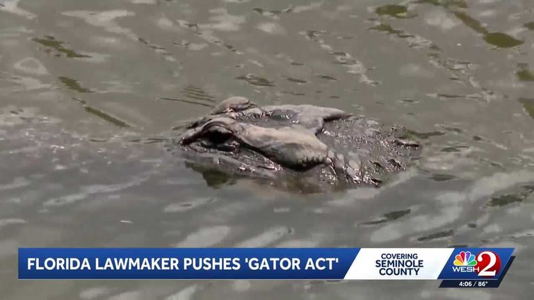 Rep Greg Steube Introduces Gator Act To Study Alligator Management After Fatal S