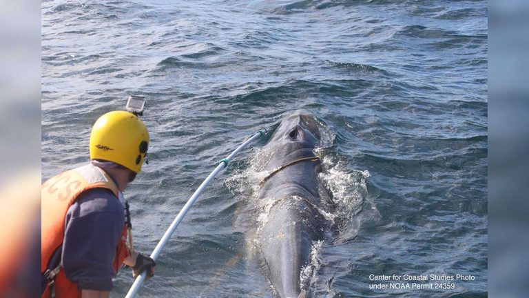 Rescue Team Frees Entangled Minke Whale Off Cape Cod After 50 Mile Trek