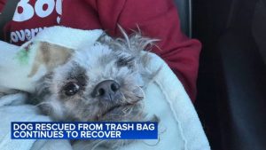 Rescued Dog Rocky Regains Health After Being Found Starving In Germantown