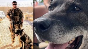 Retired Navy K 9 Jhonny Reunites With Handler In Columbia Pennsylvania