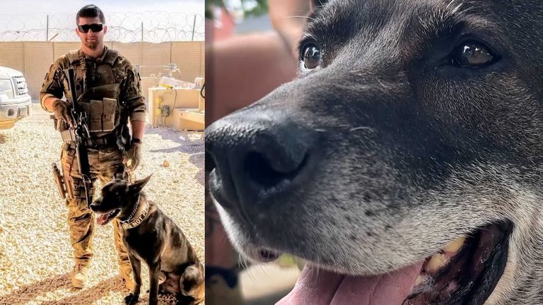 Retired Navy K 9 Jhonny Reunites With Handler In Columbia Pennsylvania