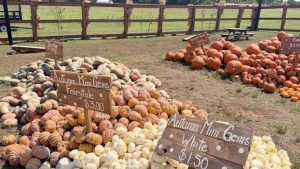 Rise Shine Hills Pumpkin Patch Offers Family Friendly Fall Fun In Hallsville