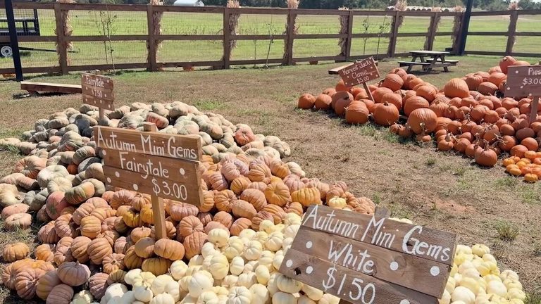 Rise Shine Hills Pumpkin Patch Offers Family Friendly Fall Fun In Hallsville