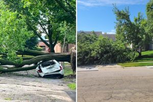Rochester Residents Guided On Tree Damage Cleanup After Late Night Storm