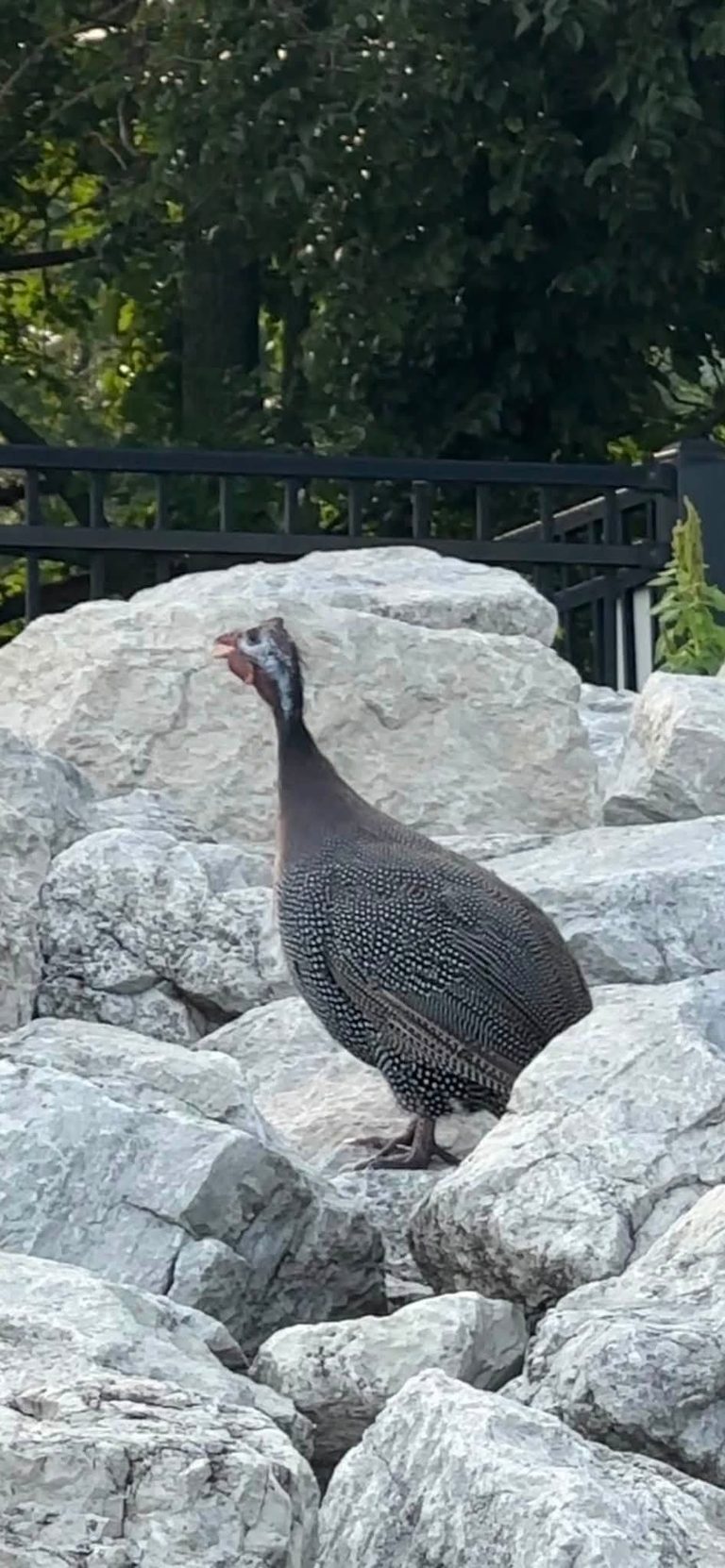 Rogers Park Residents Spot Unusual African Guinea Fowl Near Lakefront