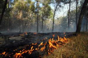 Ross Fire In North Texas Destroys 167 Structures As Temperatures Reach 109 F