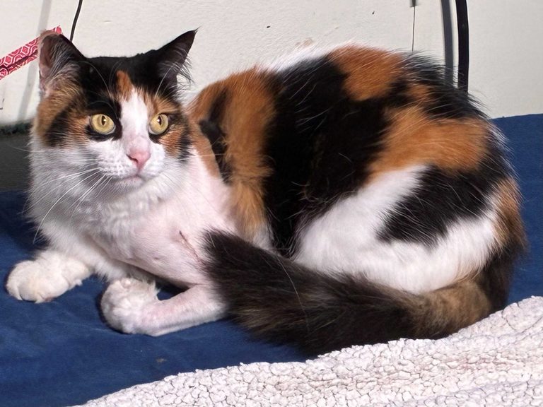 Royal Palm Beach Family Seeks Answers After Cat Shot Suspects Serial Animal Shoo