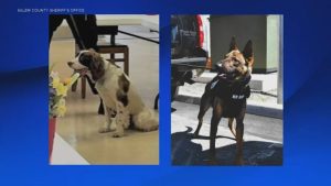 Salem County Sheriff Sergeant Charged After Two K 9S Die Of Heat Stroke