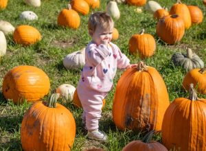 Salem S Harvest Festival Guide Pumpkin Patches Apple Picking And More