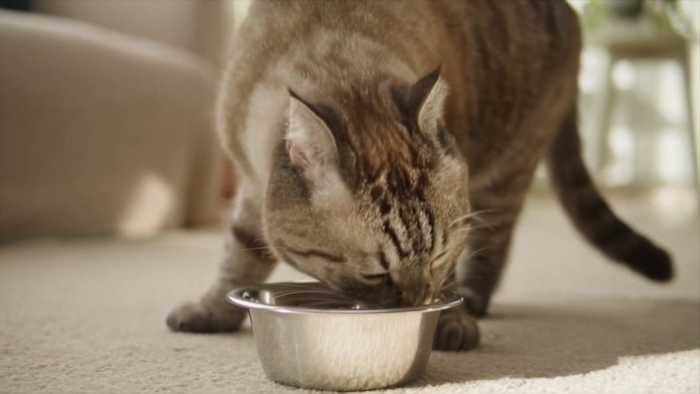 San Antonio Animal Care Department S Pet Pantry Restocked After Community Donati