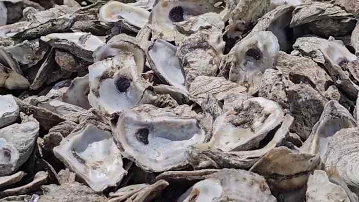 San Antonio Launches Oyster Shell Recycling To Restore Texas Coastal Reefs