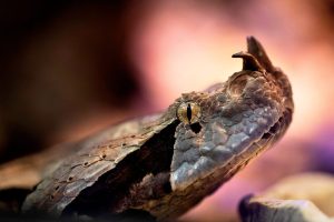 Santa Ana Police Issue Alert Over Loose Gaboon Viper In Downtown Area