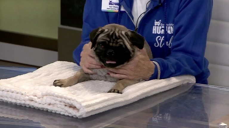 Santa Barbara Humane Society Announces Annual Gala And Highlights Adoptable Pug