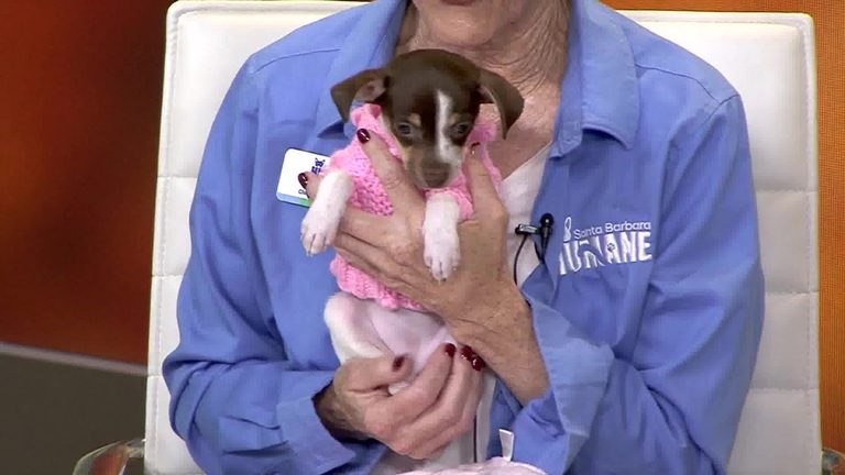 Santa Barbara Humane Society Highlights Adoption Successes And Upcoming Events