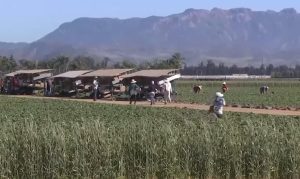 Santa Maria Takes Heat Precautions For Farmworkers And Students