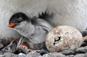 Scientists Confirm New Penguin Species On Remote Kerguelen Islands