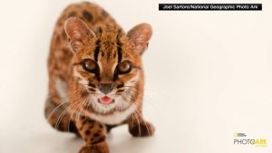 Scientists Identify New Wild Cat Species The Tilcayo Cat In Bolivia S Yungas For