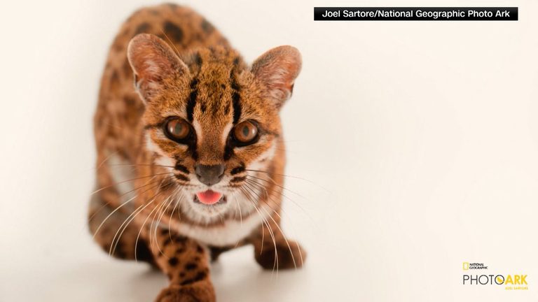 Scientists Identify New Wild Cat Species The Tilcayo Cat In Bolivia S Yungas For