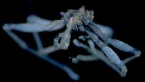 Scientists Identify Two New Sea Spider Species In The Salish Sea