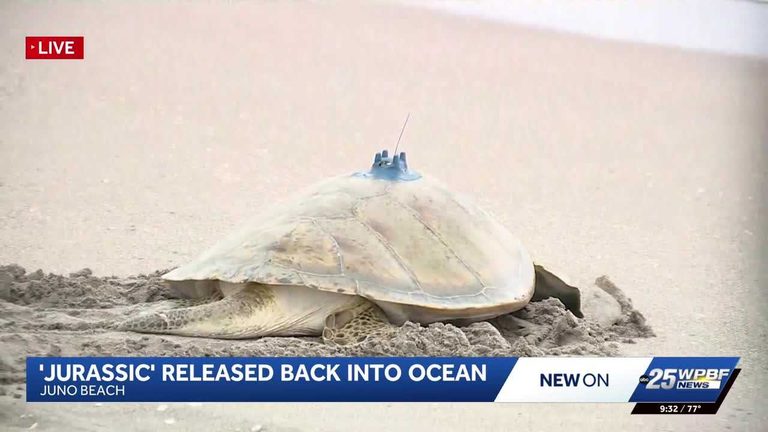 Sea Turtle Jurassic Released Back To The Atlantic After Successful Rehab In Juno