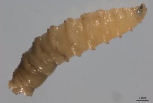 Second New World Screwworm Case Confirmed In Grant County Nm