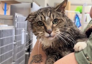 Senior Cat Muriel Seeks A Loving Home At Brightside Animal Center In Redmond