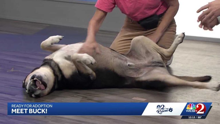 Senior Dog Buck From Southeast Volusia Humane Society Seeks Forever Home