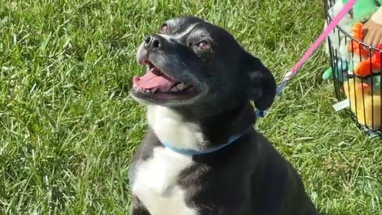 Senior Dog Lady Available For Adoption Through Awa In Voorhees Nj