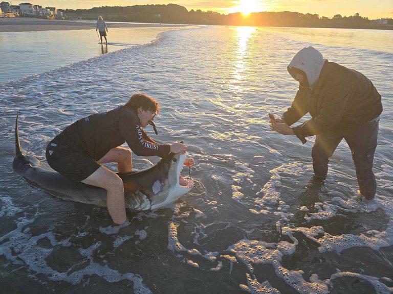 Shark Caught And Released By Beach Anglers At Higgins Beach In Scarborough