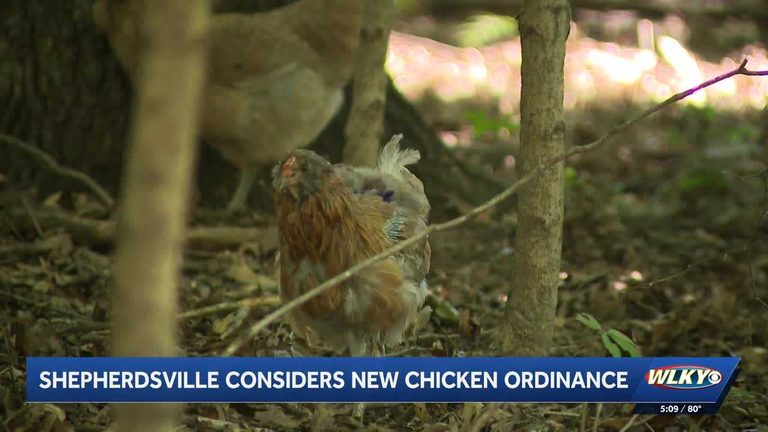 Shepherdsville City Council Considers Ordinance To Permit Backyard Chickens