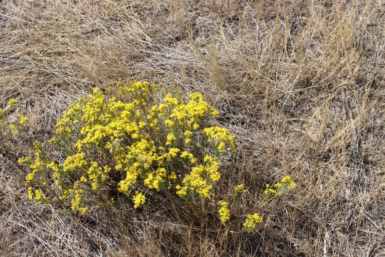 Sheridan Community Land Trust Hosts Native Plant Knowledge Session With Northern