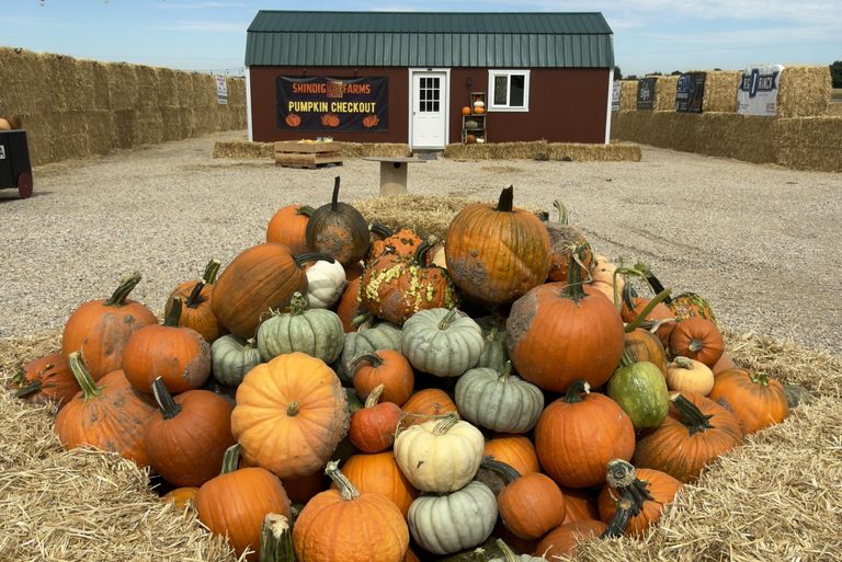 Shindig Farms Opens In Nampa With Idaho S Largest Straw Maze And Fall Attraction