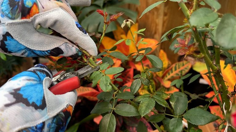 Shreveport Gardeners Advised To Prune Shrub Roses Now For Fall Blooms