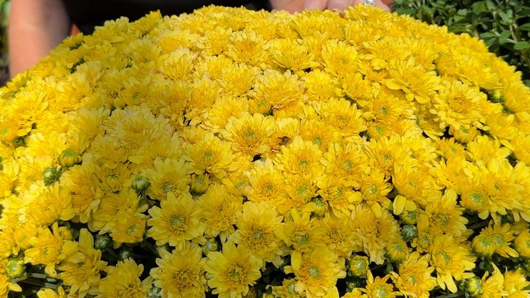 Shreveport Gardeners Urged To Plant Fall Mums Early For Next Year Blooms