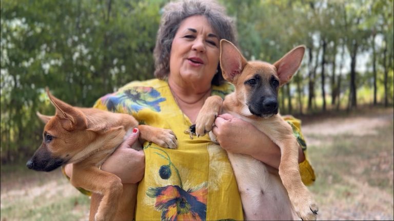 Shreveport Nonprofit Paws 4 Life Rescues Over 13 000 Dogs In Ten Years