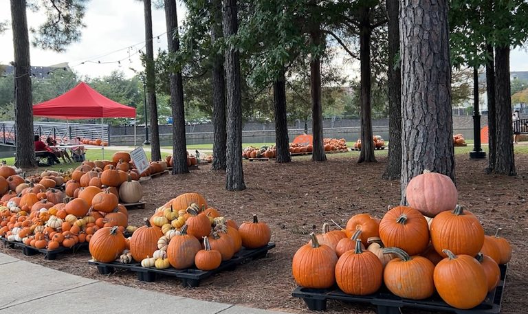 Shreveport S Provenance Pumpkin Patch Raises Funds For Junior League Pantry