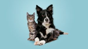 Simple Diy Solutions For Skunk Spray Fleas And Pet Hair At Home