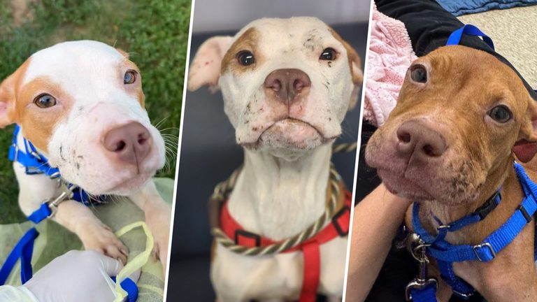 Six Emaciated Dogs Rescued After Boston Resident Reports Dead Pet