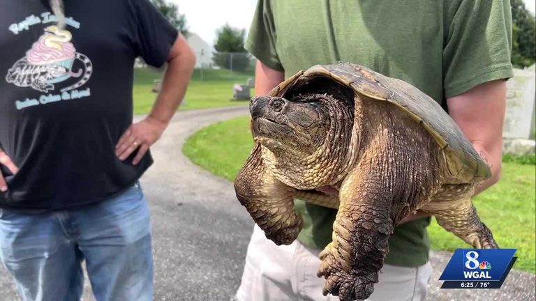 Snapping Turtle Dino Released Back To Conewago Creek After Life Saving Surgery
