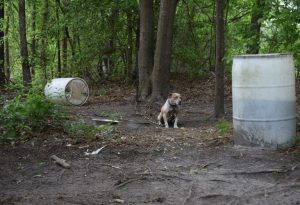 South Carolina Seizes Over 100 Dogs In Largest Statewide Dog Fighting Bust
