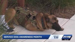 South Florida Trainer Uses His Own Service Dog To Spotlight Service Dog Awarenes