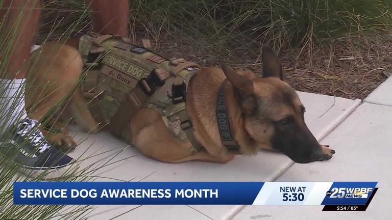 South Florida Trainer Uses His Own Service Dog To Spotlight Service Dog Awarenes