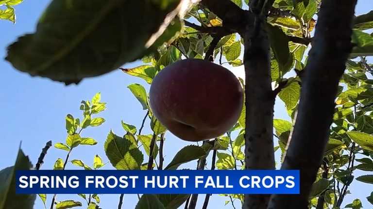 South Jersey Farms Pivot After Late April Freeze Wipes Out Apple Harvest