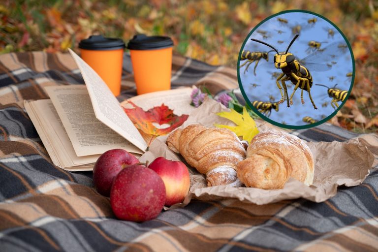 Southeast Minnesota Residents See Surge In Wasps And Yellowjackets This Fall